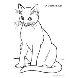 Раскраска: кот (Животные) #1775 - Раскраски для печати