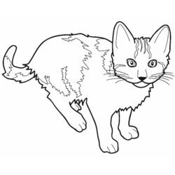 Раскраска: кот (Животные) #1781 - Раскраски для печати