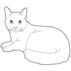 Раскраска: кот (Животные) #1793 - Раскраски для печати