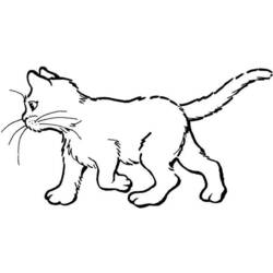 Раскраска: кот (Животные) #1822 - Раскраски для печати