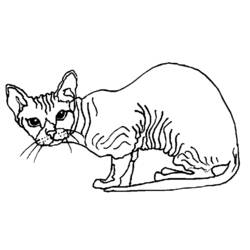 Раскраска: кот (Животные) #1841 - Бесплатные раскраски для печати
