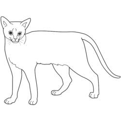 Раскраска: кот (Животные) #1881 - Бесплатные раскраски для печати