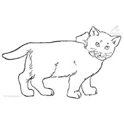 Раскраска: кот (Животные) #1882 - Бесплатные раскраски для печати