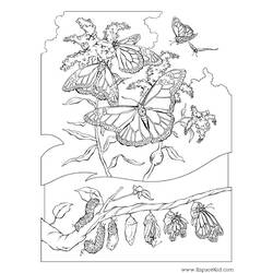 Раскраска: гусеница (Животные) #18327 - Бесплатные раскраски для печати