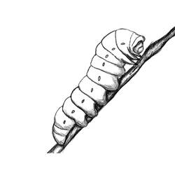 Раскраска: гусеница (Животные) #18351 - Раскраски для печати