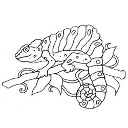 Раскраска: хамелеон (Животные) #1405 - Раскраски для печати