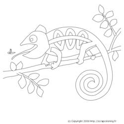 Раскраска: хамелеон (Животные) #1407 - Раскраски для печати