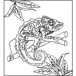 Раскраска: хамелеон (Животные) #1409 - Раскраски для печати