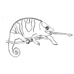 Раскраска: хамелеон (Животные) #1412 - Раскраски для печати