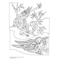 Раскраска: хамелеон (Животные) #1416 - Раскраски для печати