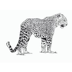 Раскраска: гепард (Животные) #7868 - Раскраски для печати