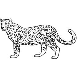 Раскраска: гепард (Животные) #7869 - Раскраски для печати