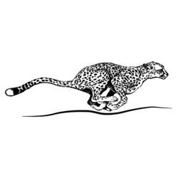 Раскраска: гепард (Животные) #7879 - Раскраски для печати