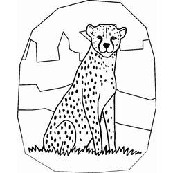 Раскраска: гепард (Животные) #7882 - Раскраски для печати