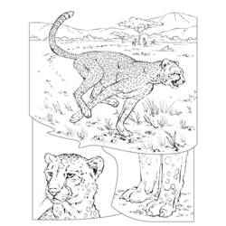 Раскраска: гепард (Животные) #7886 - Раскраски для печати