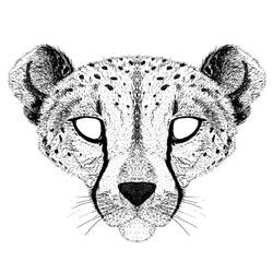 Раскраска: гепард (Животные) #7922 - Раскраски для печати