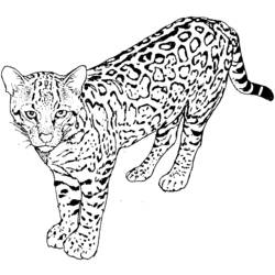Раскраска: гепард (Животные) #7932 - Раскраски для печати