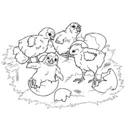 Раскраска: цыпленок (Животные) #15410 - Бесплатные раскраски для печати