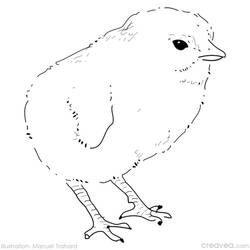 Раскраска: цыпленок (Животные) #15424 - Раскраски для печати