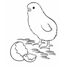 Раскраска: цыпленок (Животные) #15436 - Раскраски для печати