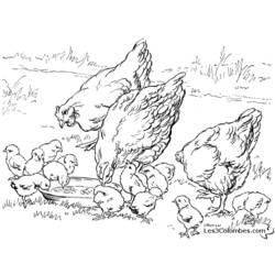 Раскраска: курица (Животные) #17265 - Раскраски для печати