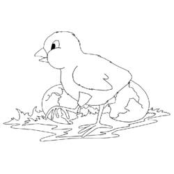 Раскраска: курица (Животные) #17282 - Бесплатные раскраски для печати