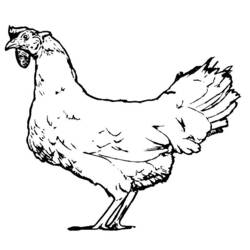 Раскраска: курица (Животные) #17371 - Раскраски для печати
