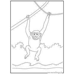 Раскраска: шимпанзе (Животные) #2761 - Раскраски для печати