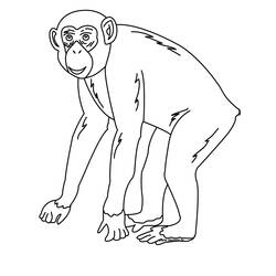 Раскраска: шимпанзе (Животные) #2767 - Раскраски для печати