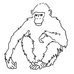 Раскраска: шимпанзе (Животные) #2779 - Раскраски для печати