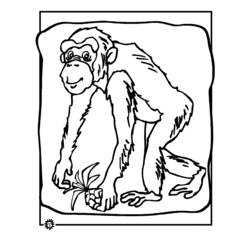Раскраска: шимпанзе (Животные) #2798 - Раскраски для печати