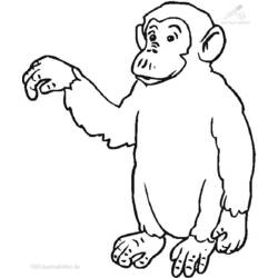 Раскраска: шимпанзе (Животные) #2805 - Раскраски для печати