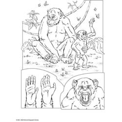 Раскраска: шимпанзе (Животные) #2832 - Раскраски для печати