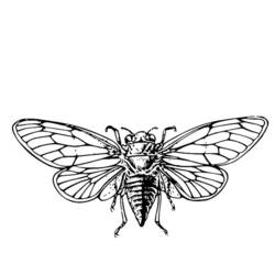 Раскраска: цикада (Животные) #18438 - Раскраски для печати