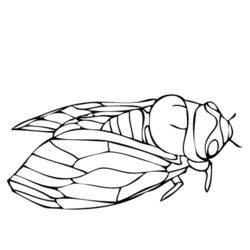 Раскраска: цикада (Животные) #18441 - Раскраски для печати