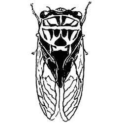 Раскраска: цикада (Животные) #18448 - Раскраски для печати