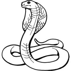 Раскраска: кобра (Животные) #3223 - Раскраски для печати