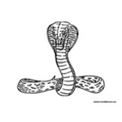 Раскраска: кобра (Животные) #3225 - Раскраски для печати