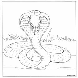 Раскраска: кобра (Животные) #3247 - Раскраски для печати
