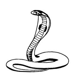 Раскраска: кобра (Животные) #3296 - Раскраски для печати
