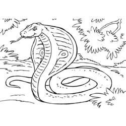 Раскраска: кобра (Животные) #3308 - Раскраски для печати