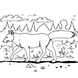 Раскраска: койот (Животные) #4483 - Раскраски для печати