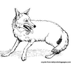 Раскраска: койот (Животные) #4526 - Раскраски для печати