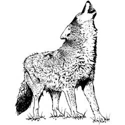 Раскраска: койот (Животные) #4542 - Раскраски для печати
