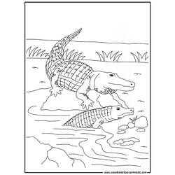 Раскраска: крокодил (Животные) #4794 - Бесплатные раскраски для печати