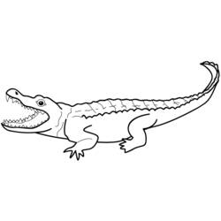 Раскраска: крокодил (Животные) #4797 - Раскраски для печати