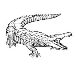 Раскраска: крокодил (Животные) #4800 - Раскраски для печати