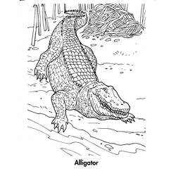Раскраска: крокодил (Животные) #4825 - Раскраски для печати