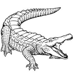 Раскраска: крокодил (Животные) #4840 - Раскраски для печати