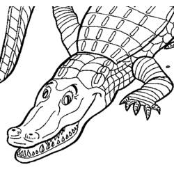 Раскраска: крокодил (Животные) #4844 - Бесплатные раскраски для печати